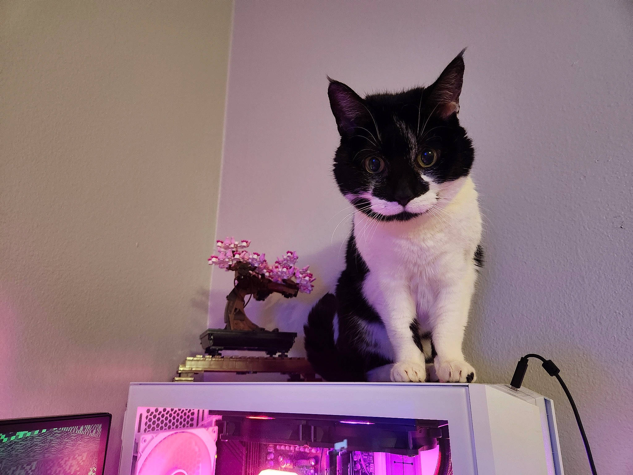 Sadie joined the competition — help win amazing prizes! black_cat, carnivore, cat, display_device, domestic_short_haired_cat, event, felidae, fur, houseplant, magenta, paw, pink, plant, purple, sitting, small_to_medium_sized_cats, tail, violet, whiskers, window