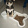 animal, black_and_tan, bone_shaped_bowl, companion, cute, dog, dog_food, domestic, ears_up, feeding_time, floor, food_bowl, indoor, kitchen, looking_up, pet, puppy, small_dog, tile_floor, young_dog
