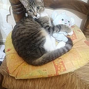 Minou Minou a rejoint le concours — aidez-le/la à gagner de superbes lots ! animal, cat, chair, curious, cushion, cute, feline, fur, home, indoor, koala, paw, pet, plush_toy, relaxed, stuffed_toy, tabby_cat, tail, whiskers, wooden_chair