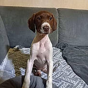 Belle a rejoint le concours — aidez-le/la à gagner de superbes lots ! puppy, dog, brown_and_white, sitting, couch, blanket, indoor, pet, animal, cute, young, looking, fur, ears, face, paw, home, cozy, resting, curious