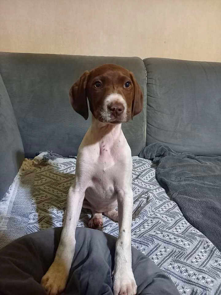 Belle a rejoint le concours — aidez-le/la à gagner de superbes lots ! puppy, dog, brown_and_white, sitting, couch, blanket, indoor, pet, animal, cute, young, looking, fur, ears, face, paw, home, cozy, resting, curious