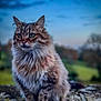 Hécate participe au concours pour gagner de l'argent avec cette photo : cat, fluffy, animal, pet, outdoor, nature, stone, twilight, sky, greenery, portrait, feline, mammal, whiskers, ears, closeup, sitting, fur, eyes, peaceful