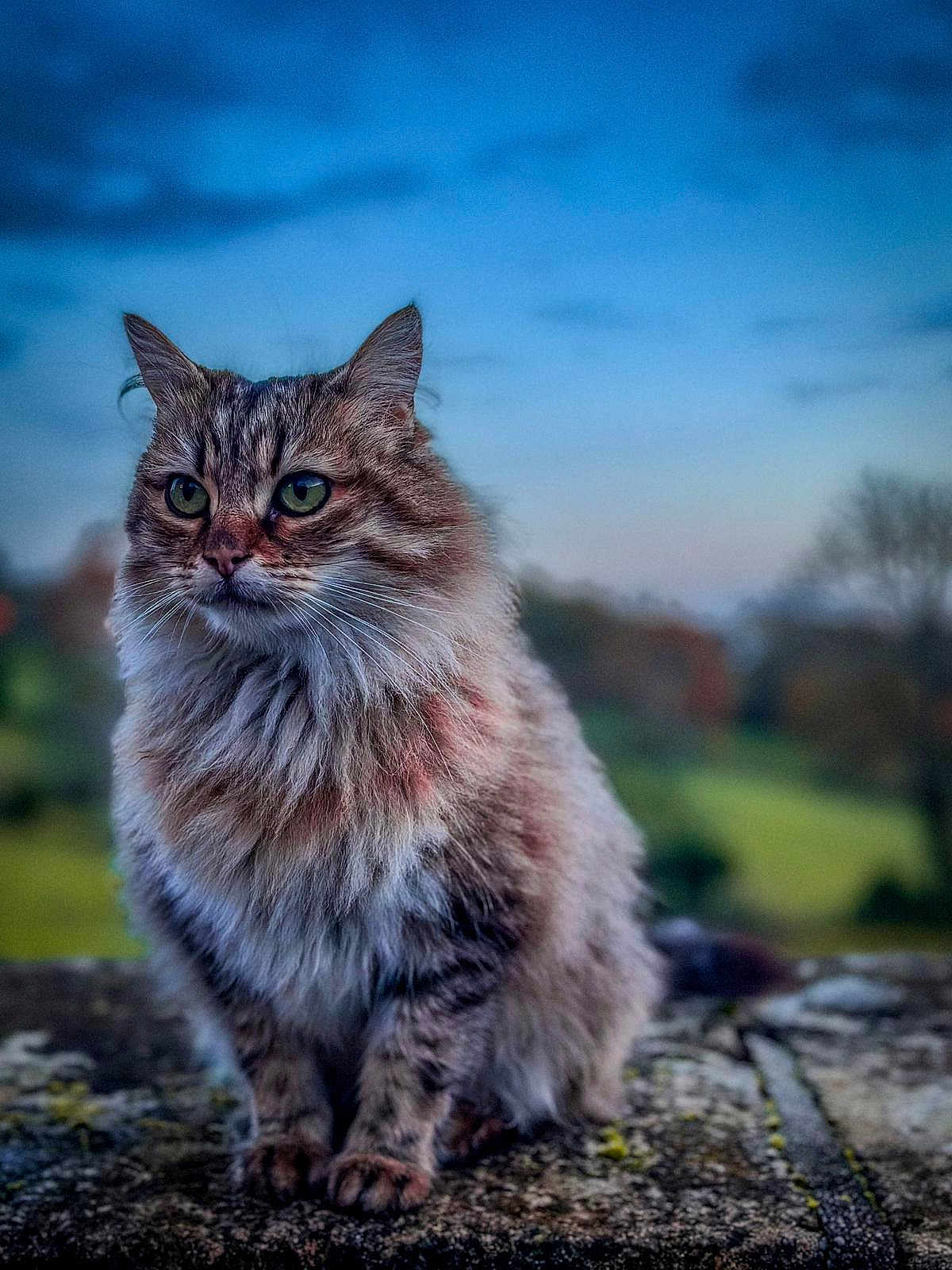 Hécate participe au concours pour gagner de l'argent avec cette photo : cat, fluffy, animal, pet, outdoor, nature, stone, twilight, sky, greenery, portrait, feline, mammal, whiskers, ears, closeup, sitting, fur, eyes, peaceful