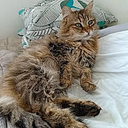 Hécate a rejoint le concours — aidez-le/la à gagner de superbes lots ! cat, tabby, fluffy, pet, bed, pillow, resting, indoor, feline, animal, cute, fur, whiskers, relaxed, cozy, domestic, eyes, mammal, sleepy, comfort