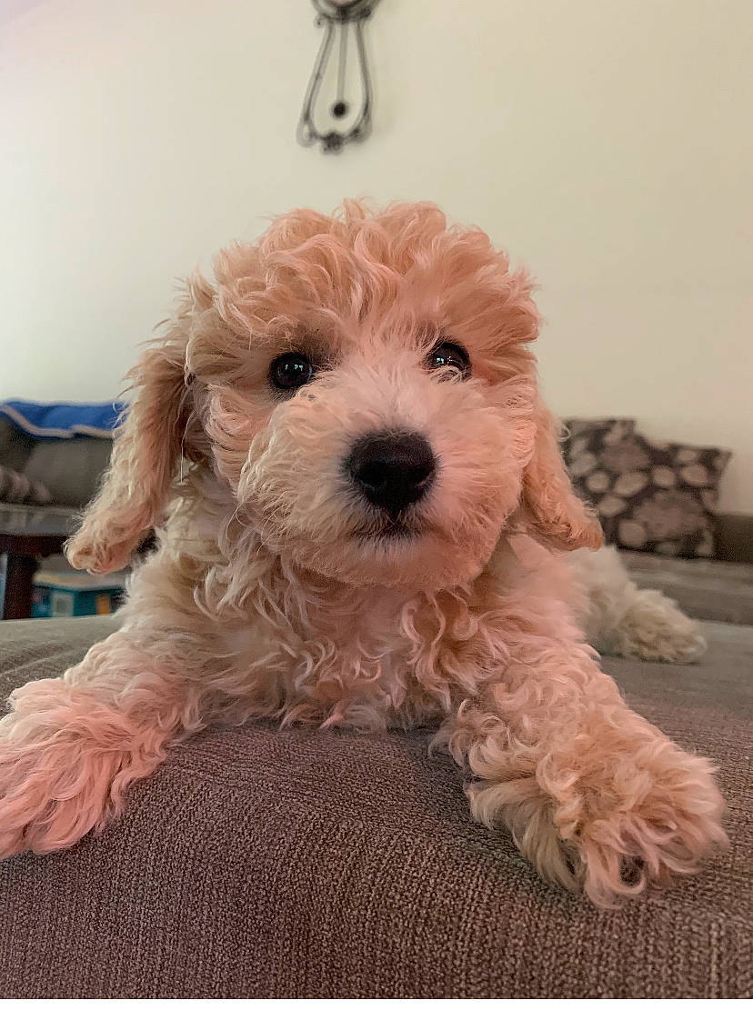 Cooper is registered to the contest to win money with this photo: bolonka, canidae, carnivore, cavachon, cavapoo, cockapoo, companion_dog, dog, dog_breed, dutch_smoushond, goldendoodle, maltepoo, mammal, miniature_poodle, poodle, poodle_crossbreed, puppy, schnoodle, toy_poodle, vertebrate