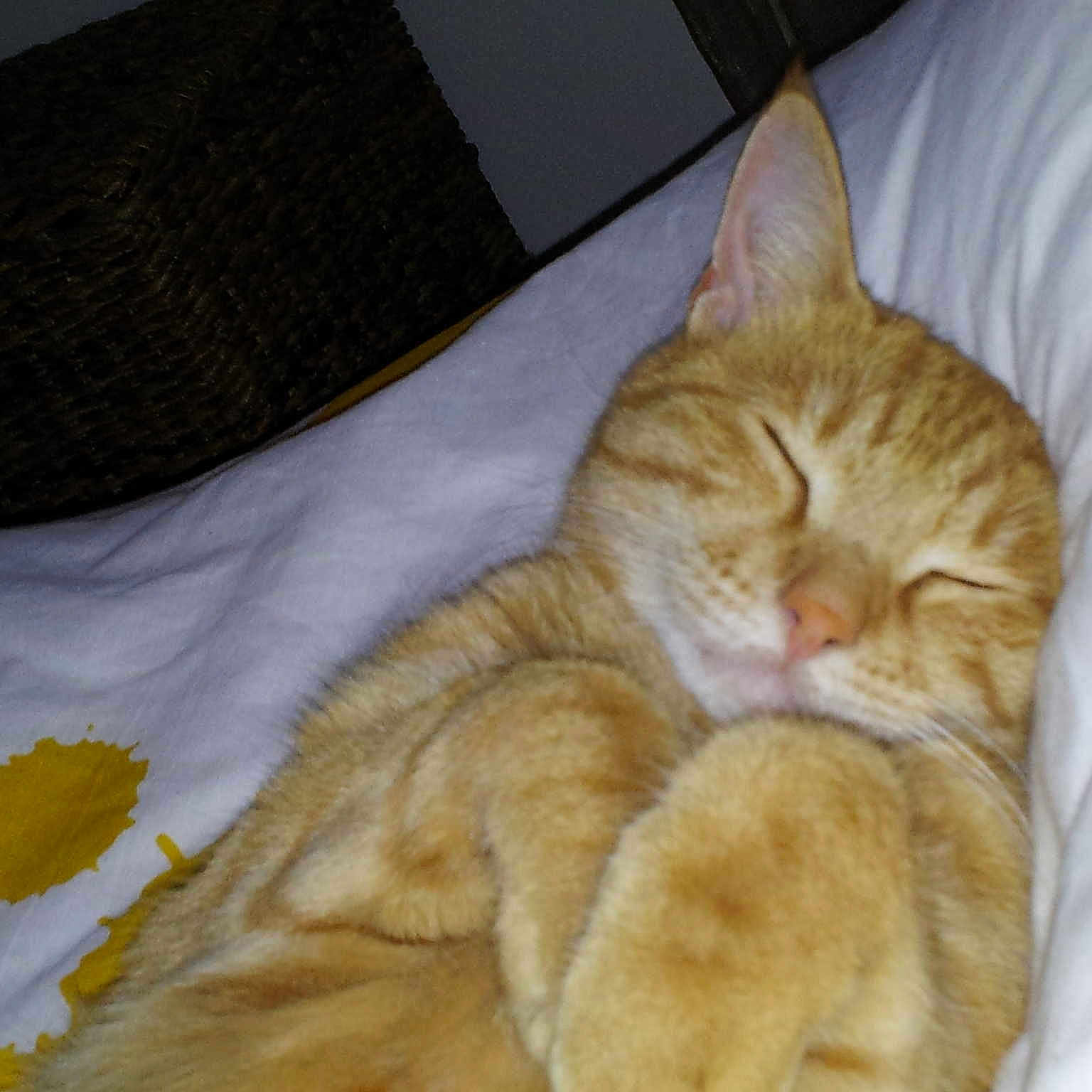 Timmy a rejoint le concours — aidez-le/la à gagner de superbes lots !