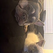 Bleu joined the competition — help win amazing prizes! animal, bulldog, canine, cat, couch, cushion, dog, face, frenchbulldog, furniture, head, indoors, kitten, manx, person, pet, photography, portrait, puppy, sleeping