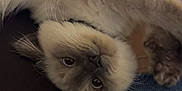 Bleu joined the competition — help win amazing prizes! angora, animal, cat, clothing, couch, face, furniture, head, jeans, kitten, manx, pants, person, pet, photography, portrait, siamese, sleeping