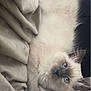 Bleu is registered to the contest to win money with this photo: angora, animal, baby, bed, blanket, cat, furniture, homedecor, kitten, linen, manx, person, pet, quilt, siamese, sleeping, white
