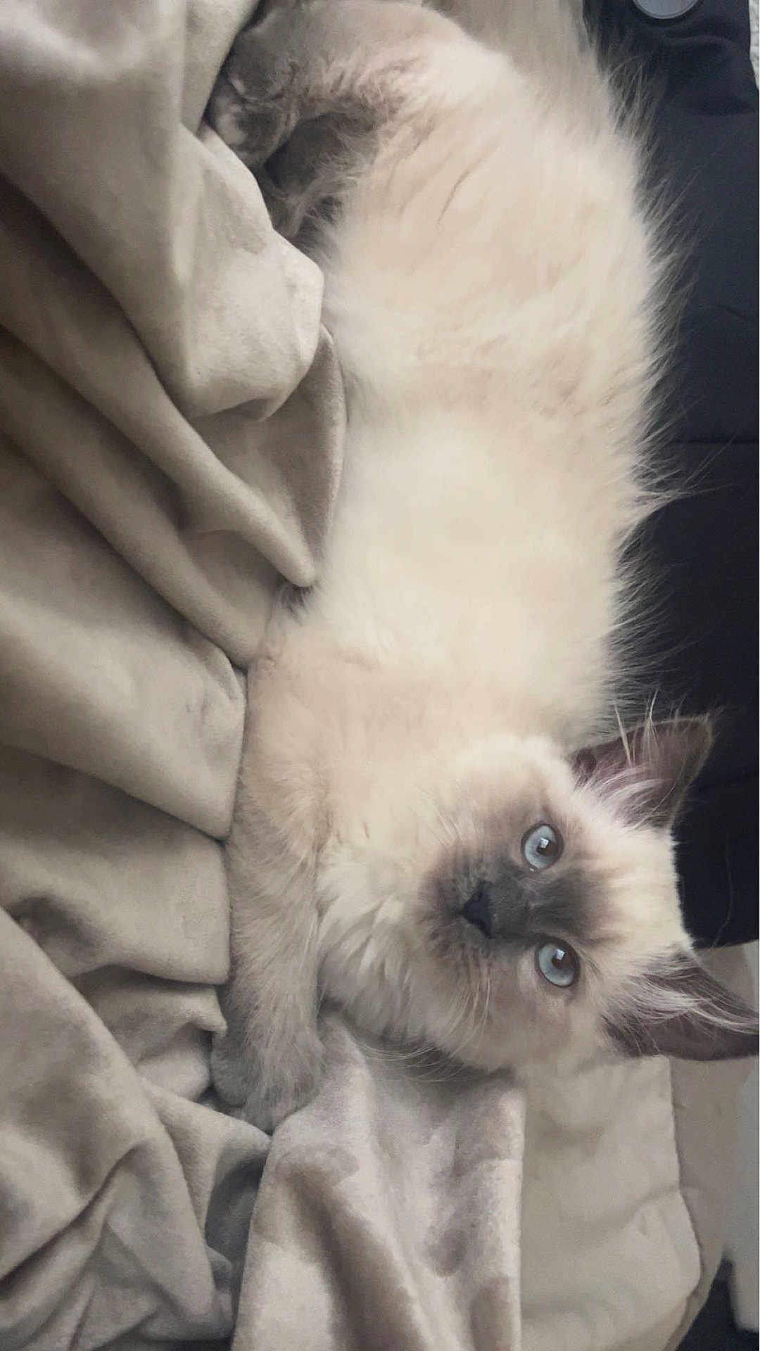 Bleu