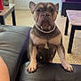 dog, french_bulldog, pearl_necklace, leather_couch, living_room, table, television, carpet, pet, animal, indoor, furniture, paw, cute, looking, standing, domestic_animal, companion, home, decor