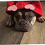 animal, boxer, bulldog, canine, clothing, dog, frenchbulldog, hardwood, hat, hood, hound, indoors, interiordesign, knitwear, pet, pitbull, puppy, snout, sweater, wood