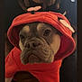 animal, boxer, bulldog, canine, clothing, dog, face, frenchbulldog, head, hood, hoodie, knitwear, person, pet, photography, pitbull, portrait, puppy, sweater, sweatshirt