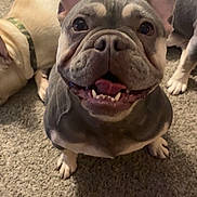 Babi is registered to the contest to win money with this photo: dog, french_bulldog, smiling, carpet, indoor, pet, animal, three_dogs, happy, ears, tongue, teeth, canine, closeup, companion, domestic_animal, resting, friendly, mammal, playful