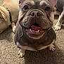 dog, french_bulldog, smiling, carpet, indoor, pet, animal, three_dogs, happy, ears, tongue, teeth, canine, closeup, companion, domestic_animal, resting, friendly, mammal, playful