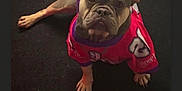 Babi is registered to the contest to win money with this photo: animal, bodypart, bostonbull, boxer, bulldog, canine, dog, frenchbulldog, mouth, person, pet, pitbull, puppy, purple, sleeping, text, whitedog
