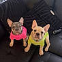 Nylah is registered to the contest to win money with this photo: french_bulldog, puppy, dog, pet, couch, black_leather, pink_shirt, yellow_shirt, indoor, cute, animal, ears, collar, looking_at_camera, black_cushion, window_light, domestic, two_puppies, young_dog, seated