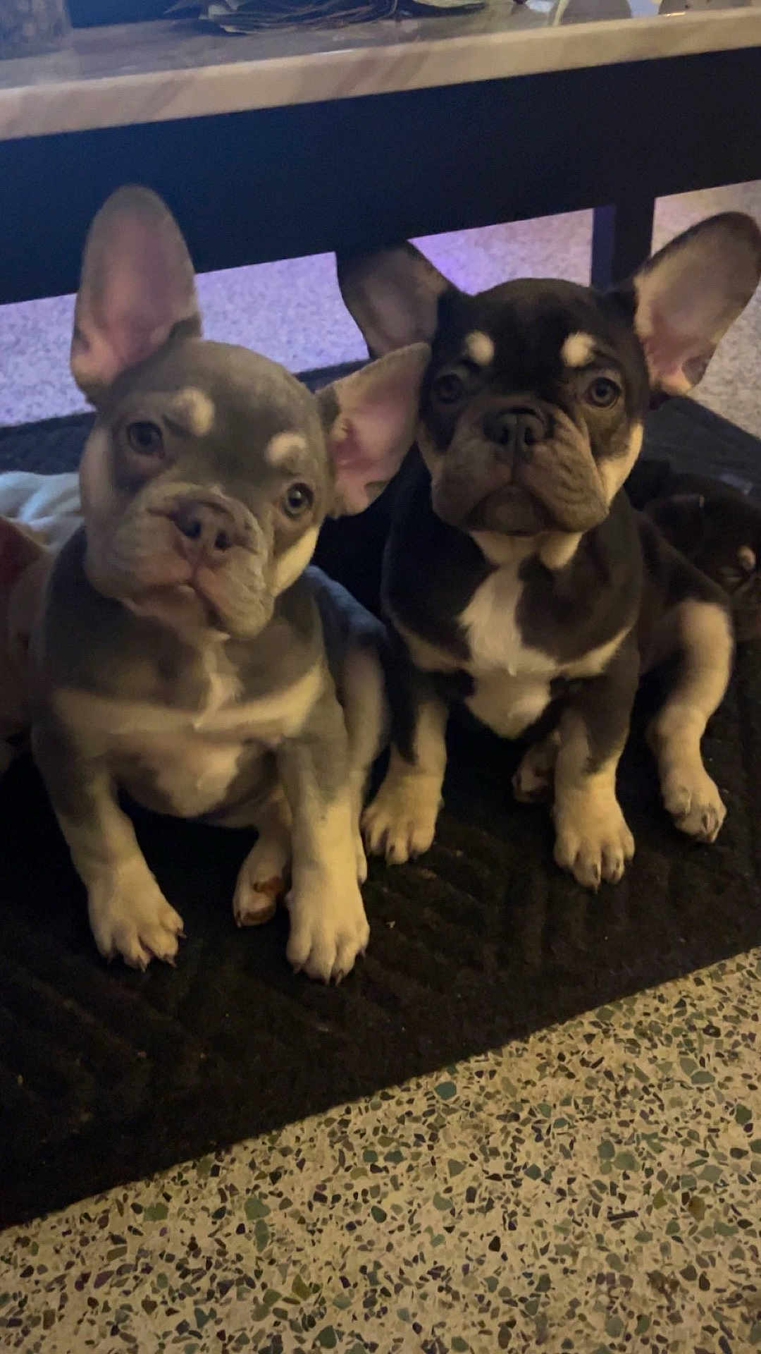 Nylah joined the competition — help win amazing prizes! dog, puppy, french_bulldog, pet, animal, indoor, floor, mat, ears, cute, two, sitting, looking, young, companion, domestic_animal, friendly, fur, canine, portrait