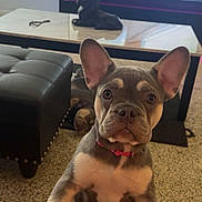 Nylah joined the competition — help win amazing prizes! french_bulldog, puppy, dog, pet, living_room, blanket, ottoman, coffee_table, television, decor, statue, ears, paws, floor, curious, indoor, furniture, pink, carpet, closeup