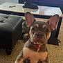 french_bulldog, puppy, dog, pet, living_room, blanket, ottoman, coffee_table, television, decor, statue, ears, paws, floor, curious, indoor, furniture, pink, carpet, closeup