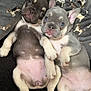 Nylah is registered to the contest to win money with this photo: puppy, dog, french_bulldog, cute, snuggling, blanket, animal, pet, laying_down, two_puppies, close_up, indoors, sleepy, young_dog, paw, fur, nose, ears, face, adorable