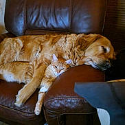 Brooklin participe au concours pour gagner de l'argent avec cette photo : dog, cat, couch, leather, sleeping, snuggling, pet, animal, indoors, cozy, furry, friendship, relaxing, brown, orange, fur, domestic, companion, resting, cute