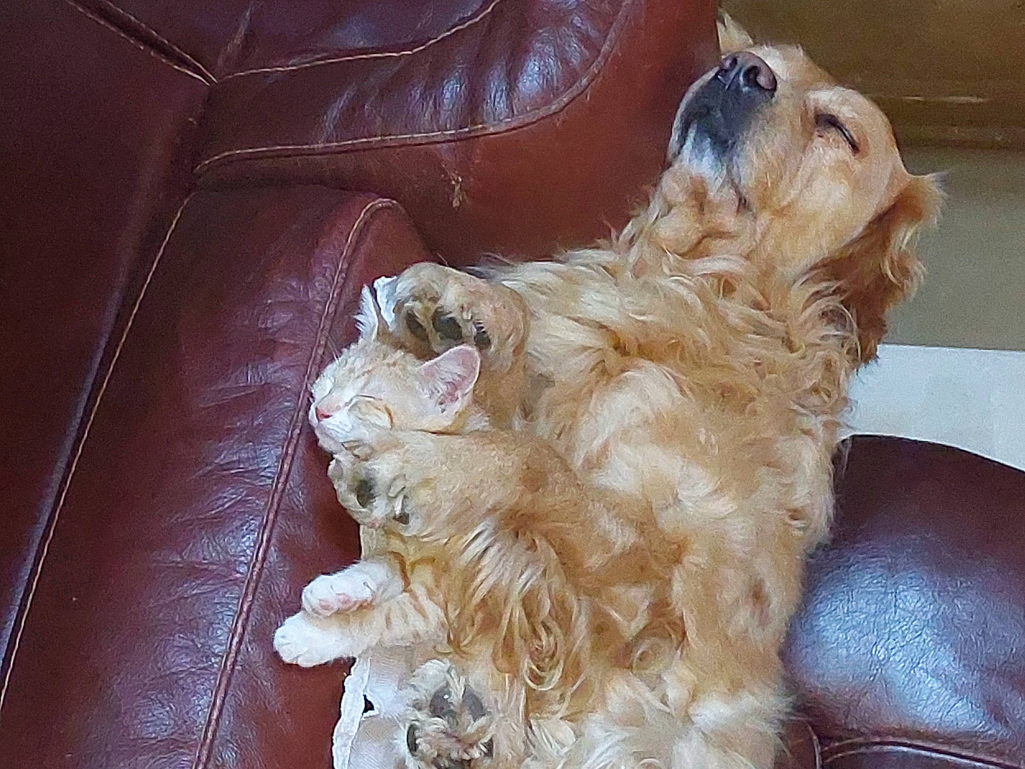 Brooklyn a rejoint le concours — aidez-le/la à gagner de superbes lots ! canidae, carnivore, comfort, companion_dog, couch, dog, dog_breed, fawn, fur, human_leg, liver, paw, spaniel, sporting_group, terrier, toy, toy_dog, whiskers, wood, working_animal