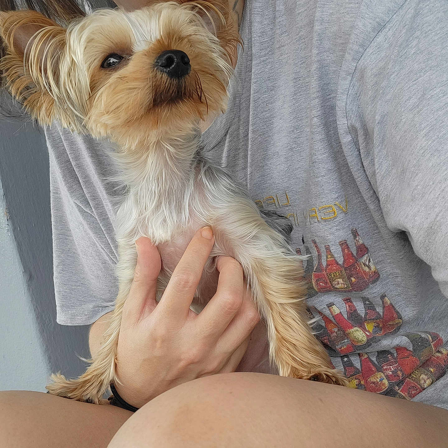 Scrappy is registered to the contest to win money with this photo: animal, bodypart, canine, clothing, couch, dog, face, finger, furniture, hand, head, person, pet, photography, portrait, puppy, shorts, t_shirt, terrier, whitedog