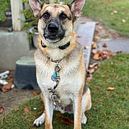 Sirius Black joined the competition — help win amazing prizes! dog, german_shepherd, pet, grass, leaves, outdoor, collar, tag, animal, canine, sitting, ears_up, brown, black, tan, fence, yard, nature, daylight, loyal