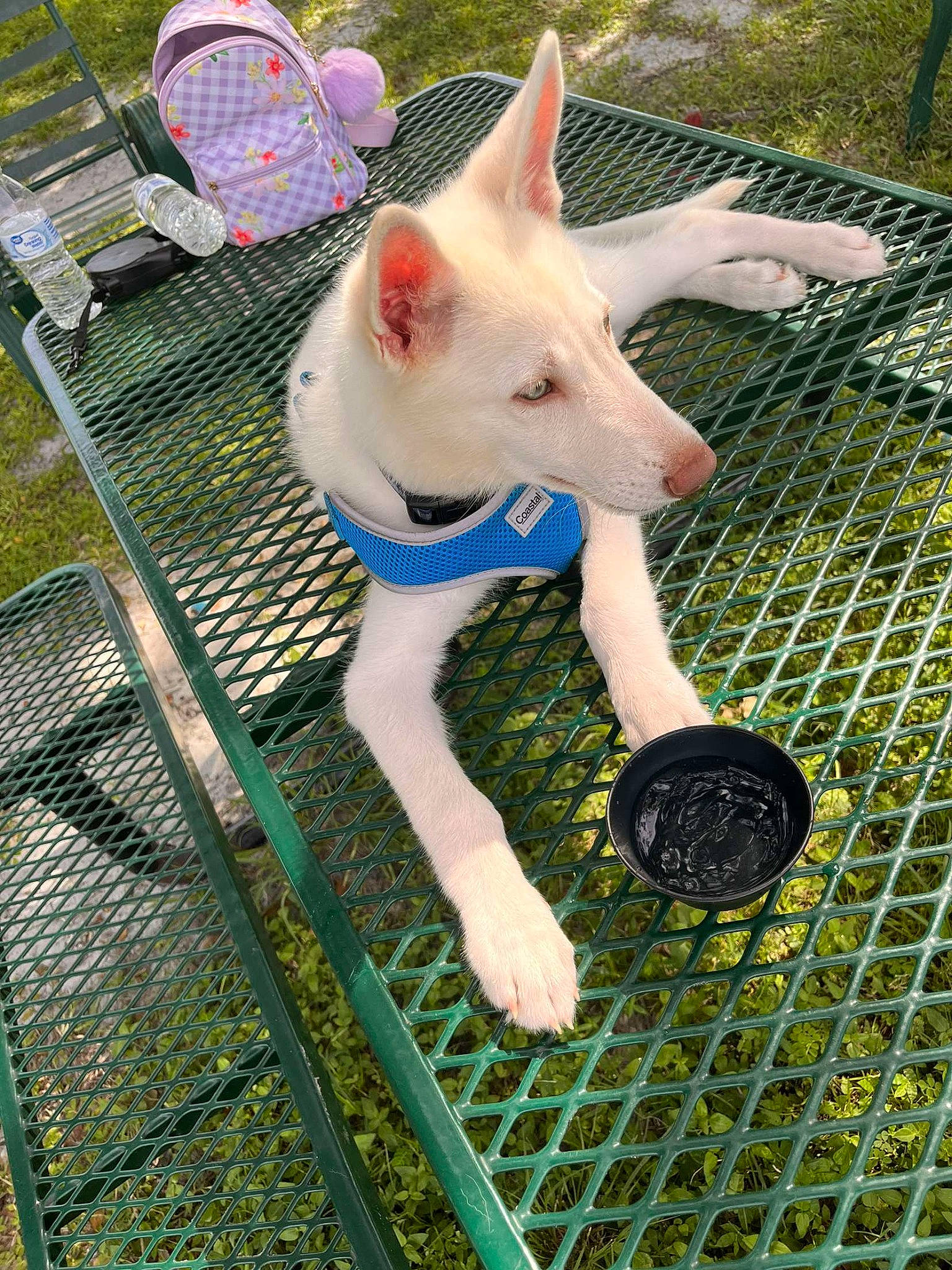 Niklaus joined the competition — help win amazing prizes! animal_shelter, canidae, carnivore, chain_link_fencing, companion_dog, dog, dog_breed, dog_supply, fawn, fence, grass, mammal, mesh, outdoor_furniture, plant, snout, sporting_group, terrestrial_animal, vertebrate, working_animal