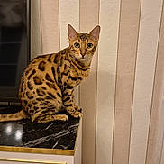 Simba participe au concours pour gagner de l'argent avec cette photo : bengal_cat, cat, animal, pet, indoor, marble_surface, cabinet, striped_wallpaper, television, floor, curious, sitting, feline, domestic_cat, whiskers, ears, eyes, tail, wood_floor, cord