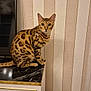 bengal_cat, cat, animal, pet, indoor, marble_surface, cabinet, striped_wallpaper, television, floor, curious, sitting, feline, domestic_cat, whiskers, ears, eyes, tail, wood_floor, cord