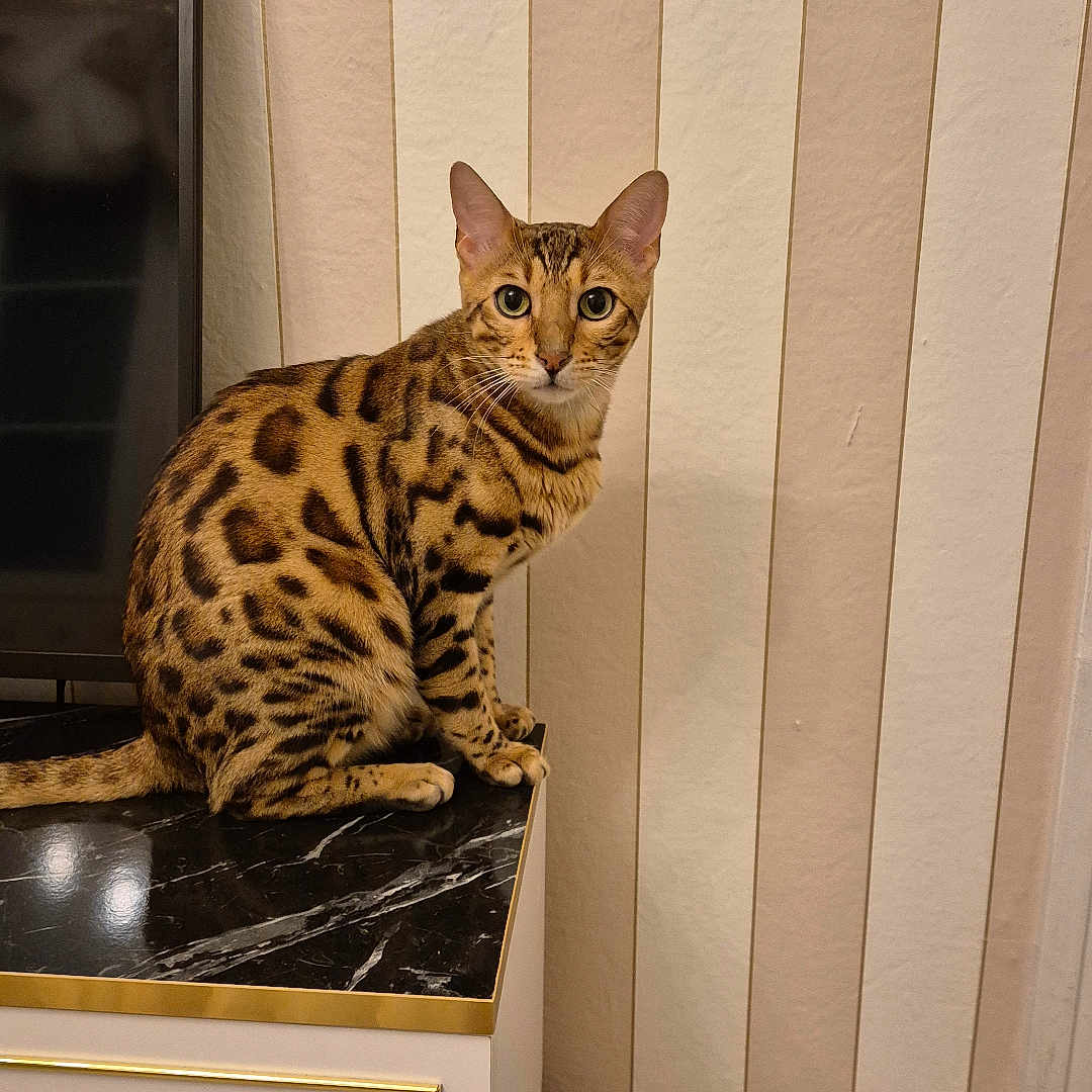 Simba participe au concours pour gagner de l'argent avec cette photo : animal, bengal_cat, cabinet, cat, cord, curious, domestic_cat, ears, eyes, feline, floor, indoor, marble_surface, pet, sitting, striped_wallpaper, tail, television, whiskers, wood_floor