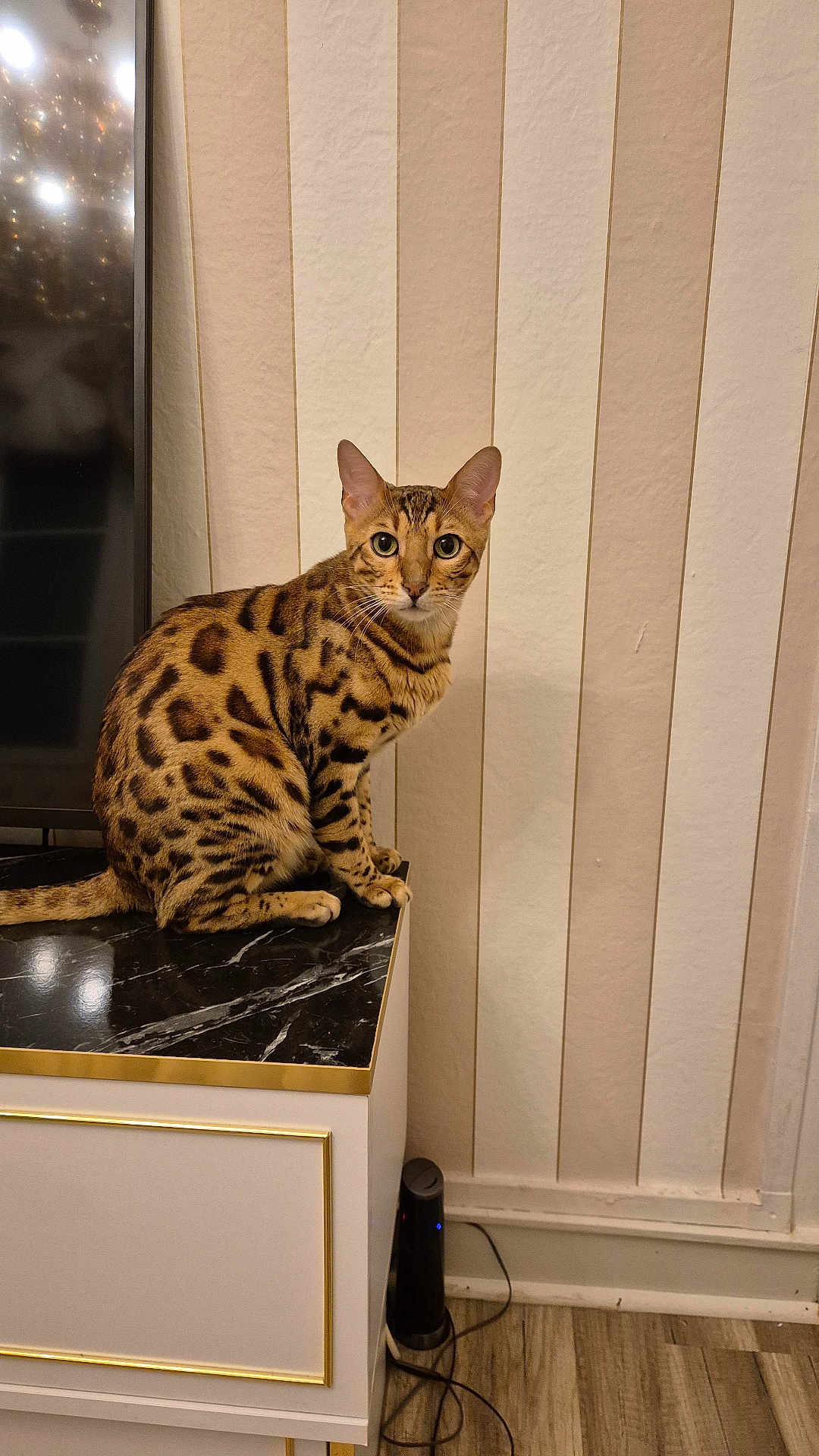 Simba participe au concours pour gagner de l'argent avec cette photo : bengal_cat, cat, animal, pet, indoor, marble_surface, cabinet, striped_wallpaper, television, floor, curious, sitting, feline, domestic_cat, whiskers, ears, eyes, tail, wood_floor, cord