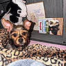 Bandit joined the competition — help win amazing prizes! puppy, dog, pet, animal, portrait, close_up, wide_eyes, floppy_ears, black_and_tan, blanket, leopard_print, stuffed_animal, cow_toy, books, indoor, cozy, bed, wooden_background, photography, cute