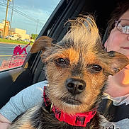 Bandit is registered to the contest to win money with this photo: dog, puppy, small_dog, scruffy_dog, brown_fur, black_fur, red_collar, pet, animal, canine, portrait, close_up, car, passenger_seat, road_trip, human, glasses, outdoor, sunlight, street