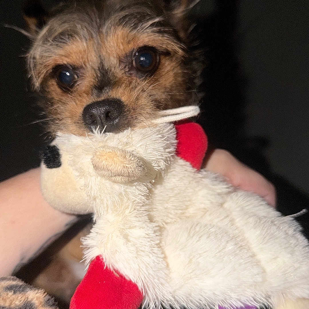 Bandit