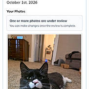 Oreo joined the competition — help win amazing prizes! cat, tuxedo_cat, pet, animal, black_and_white, whiskers, green_eyes, pink_nose, sitting, lying_down, carpet, living_room, indoors, furniture, couch, doorway, home, portrait, smartphone_screenshot, competition_page