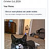 cat, tuxedo_cat, pet, animal, black_and_white, whiskers, green_eyes, pink_nose, sitting, lying_down, carpet, living_room, indoors, furniture, couch, doorway, home, portrait, smartphone_screenshot, competition_page