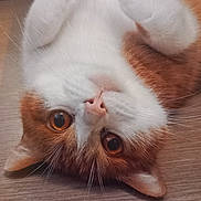 Tigrou a rejoint le concours — aidez-le/la à gagner de superbes lots ! cat, orange_and_white, upside_down, wide_eyes, whiskers, paws, fur, pet, cute, indoor, wooden_floor, close_up, curious, animal, mammal, domestic_cat, resting, playful, adorable, feline