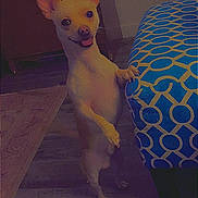 Corkey is registered to the contest to win money with this photo: dog, small_dog, indoor, standing, happy, floor, ottoman, patterned, blue, wooden_floor, rug, pet, animal, smiling, ears_up, tongue_out, furniture, footwear, cozy, home