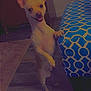 dog, small_dog, indoor, standing, happy, floor, ottoman, patterned, blue, wooden_floor, rug, pet, animal, smiling, ears_up, tongue_out, furniture, footwear, cozy, home