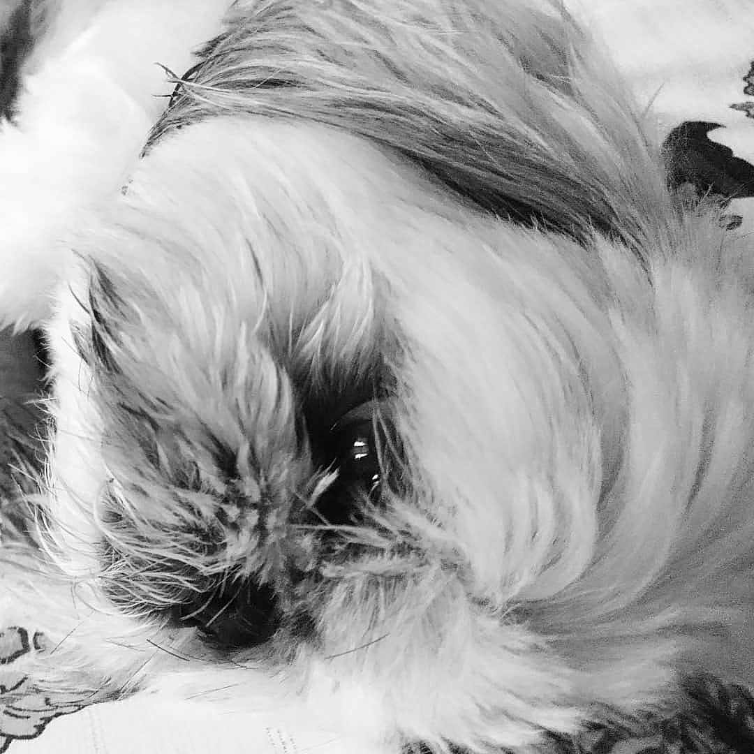 Havannah a rejoint le concours — aidez-le/la à gagner de superbes lots ! black, black_and_white, close_up, dog_breed, dog_like_mammal, ear, eye, feather, fur, monochrome, monochrome_photography, nose, organ, photography, sky, snout, stock_photography, tail, whiskers