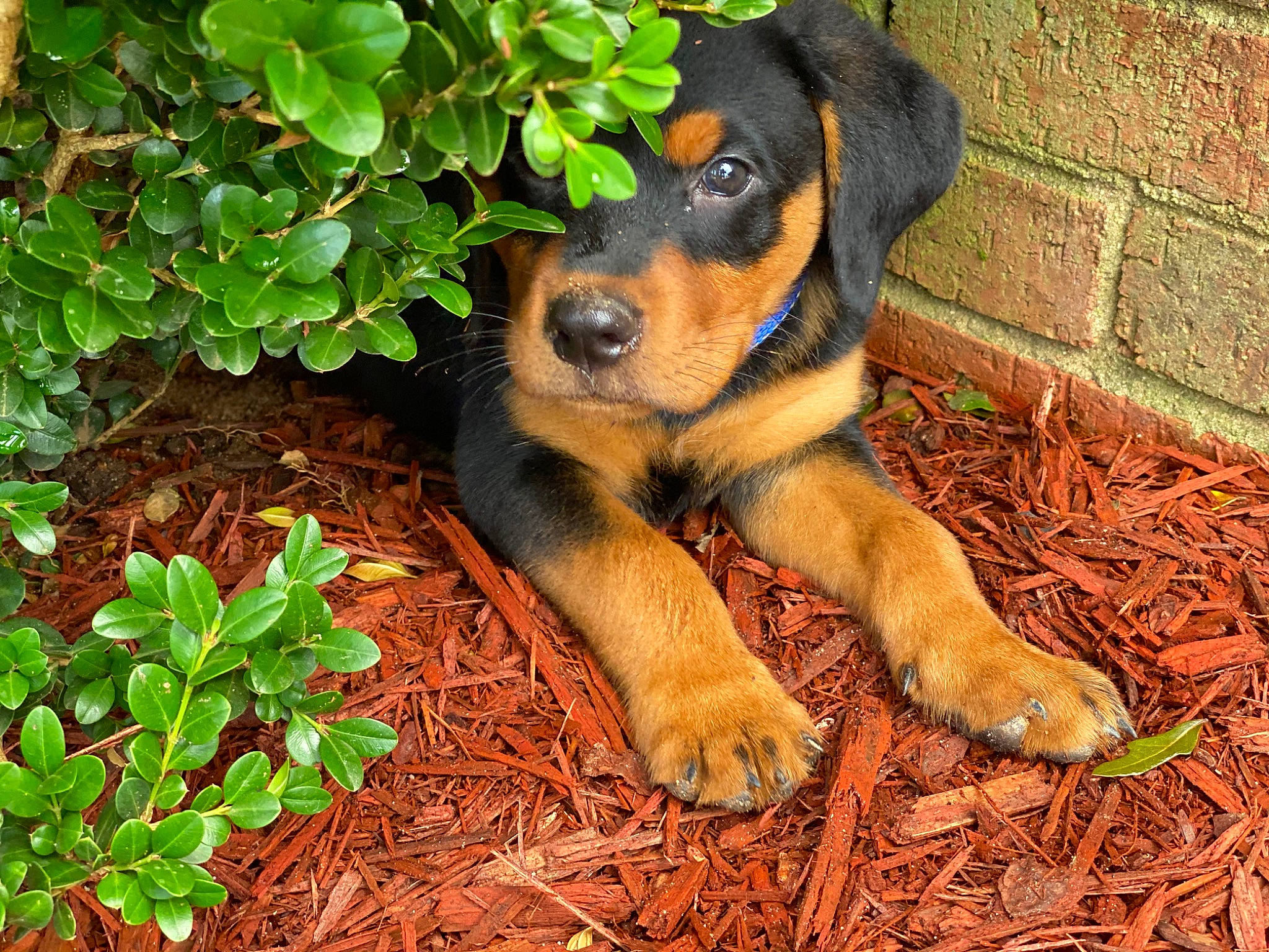 Bocephus is registered to the contest to win money with this photo: beaglier, canidae, carnivore, companion_dog, dog, dog_breed, fawn, grass, groundcover, herb, hunting_dog, plant, puppy, rottweiler, sharing, soil, sporting_group, terrestrial_animal, working_animal, working_dog