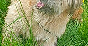 Isko participe au concours pour gagner de l'argent avec cette photo : dog, grass, outdoor, pet, playful, happy, fur, leash, nature, animal, canine, field, green, summer, friendly, mammal, cute, portrait, active, scruffy