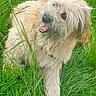 dog, grass, outdoor, pet, playful, happy, fur, leash, nature, animal, canine, field, green, summer, friendly, mammal, cute, portrait, active, scruffy