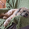 Isko a rejoint le concours — aidez-le/la à gagner de superbes lots ! dog, pet, sleeping, couch, blanket, indoor, fur, tongue_out, relaxed, cozy, furniture, brown, texture, resting, domestic_animal, animal, companion, cute, home, nap