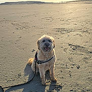 Isko participe au concours pour gagner de l'argent avec cette photo : dog, beach, sand, sunset, leash, outdoor, pet, canine, sunlight, sky, water, shore, happy, sitting, nature, coast, vacation, animal, daytime, landscape