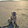 dog, beach, sand, sunset, leash, outdoor, pet, canine, sunlight, sky, water, shore, happy, sitting, nature, coast, vacation, animal, daytime, landscape