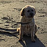 Isko participe au concours pour gagner de l'argent avec cette photo : dog, beach, sand, shadow, sunlight, leash, pet, outdoor, animal, sitting, scruffy, sunset, sunrise, footprints, tire_tracks, nature, daylight, canine, quiet, calm